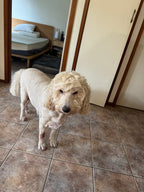 The Princess' Pet Portrait