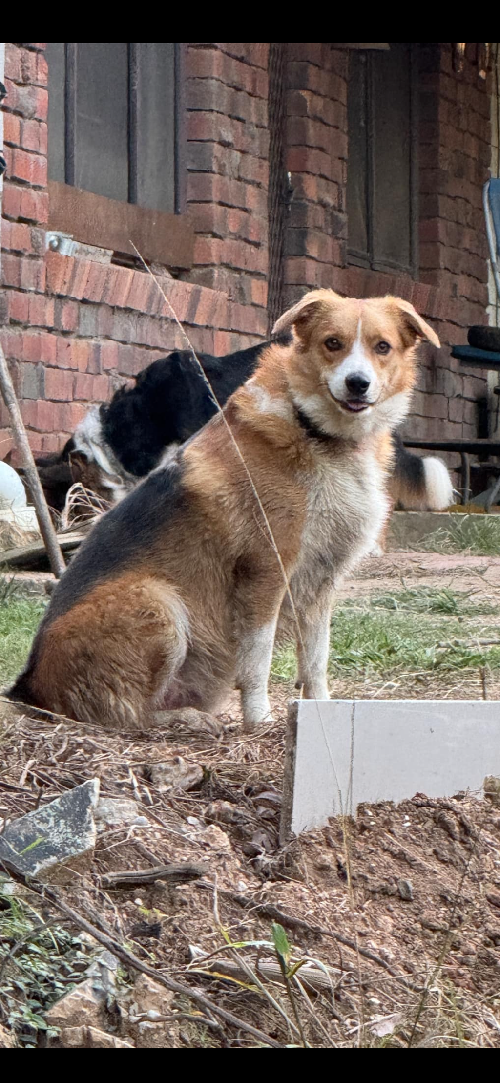 The Heavenly Pet Portrait