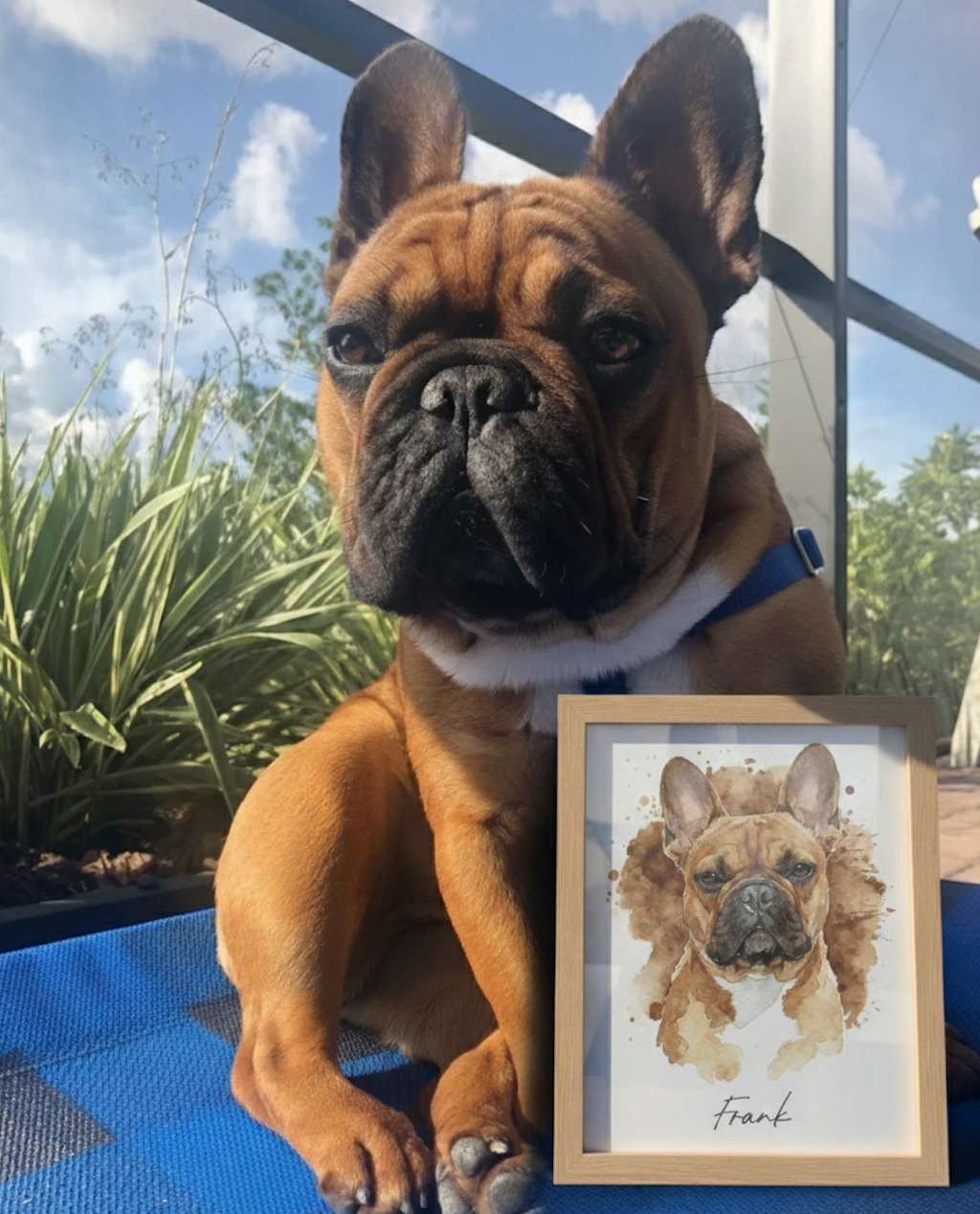 The Standard Pet Portrait